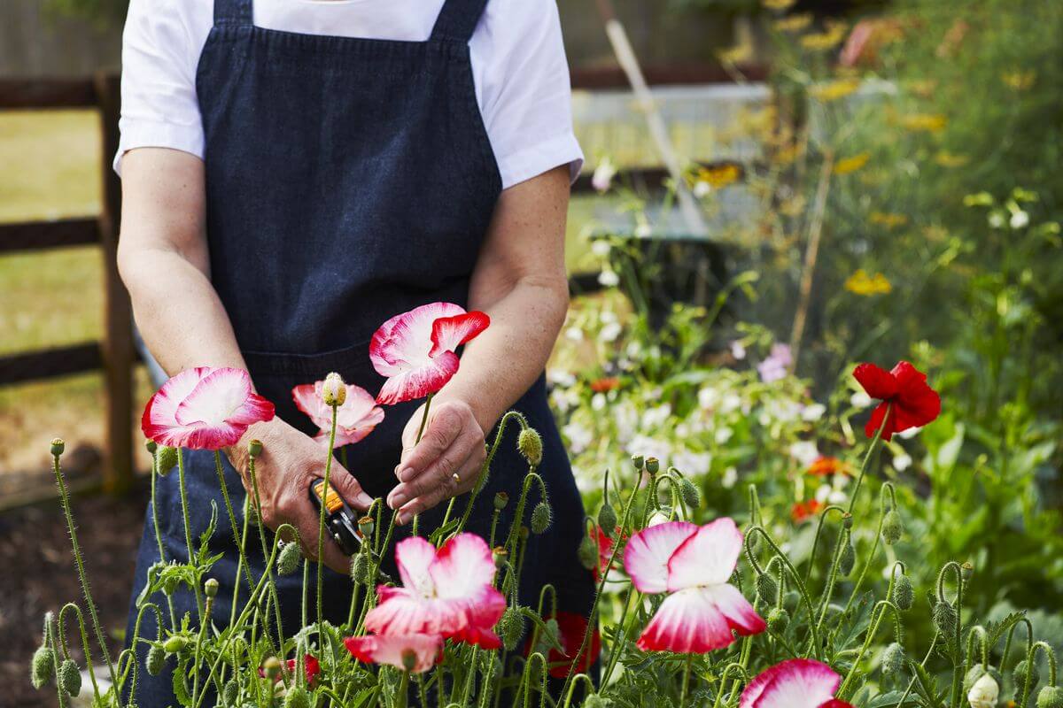 The Competition Platform - Country Living Media Pack